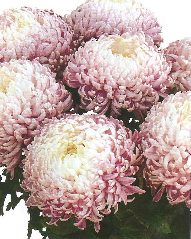 crizantema-floare-mare-roz-001-Copy