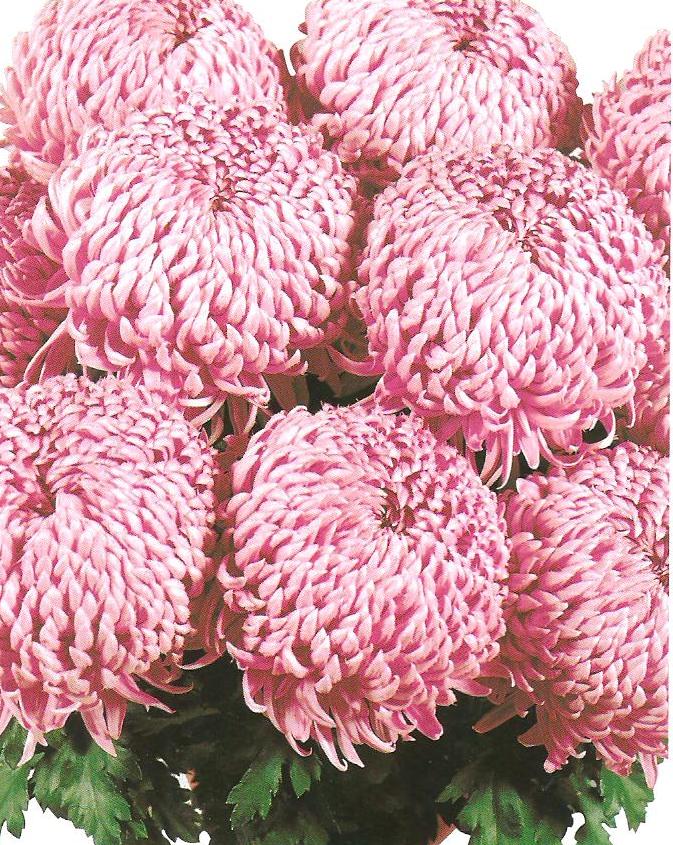 crizantema-floare-mare-roz-001
