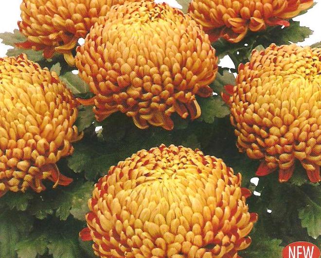 crizanteme-floare-mare-maron-001-Copy-2